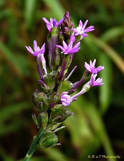 {Polygala incarnata}